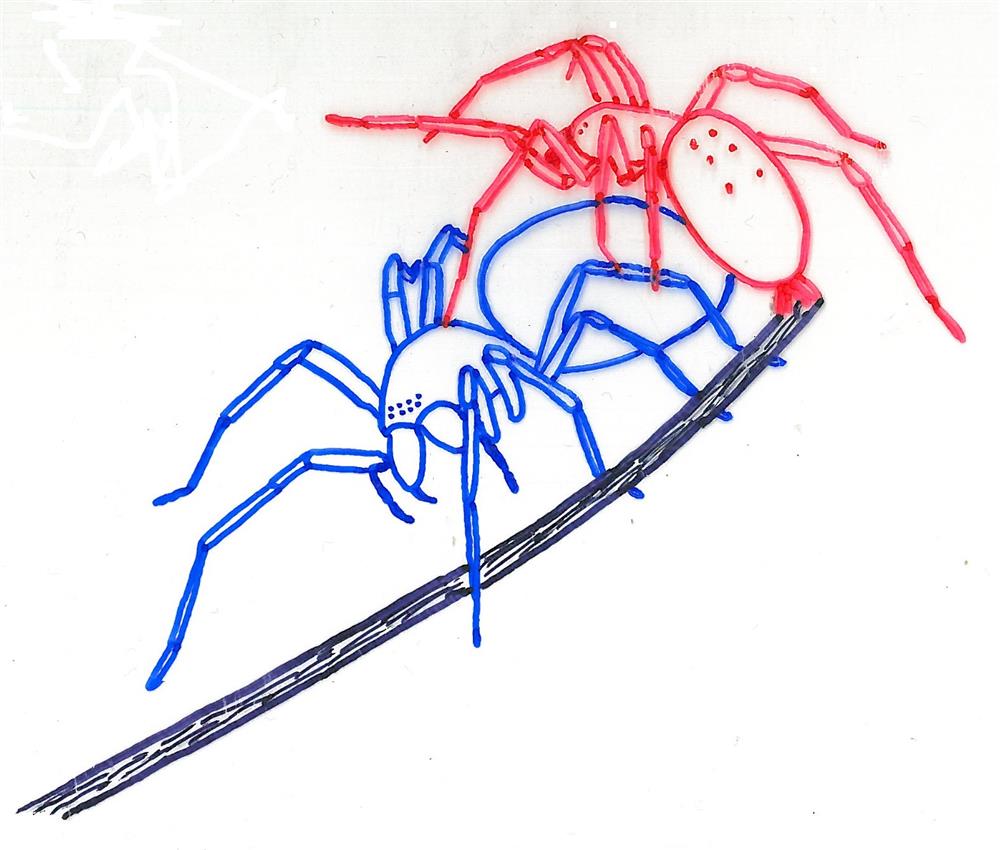 Skálovka (červeně) loví cedivku (modře) tak, že ji obíhá dokola a připoutává širokým pásem pavučiny k zemi. Překresleno z Bristowea (1971)